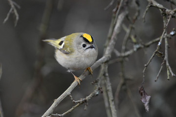 Wintergoldhähnchen