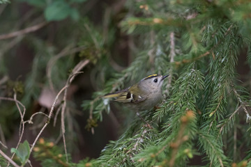 Wintergoldh&auml;hnchen