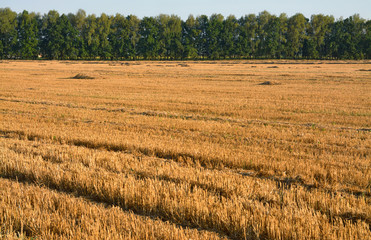 Fototapeta na wymiar stern from wheat in the field