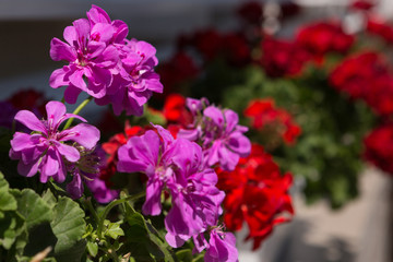 purple and red geranium flowers outdoors