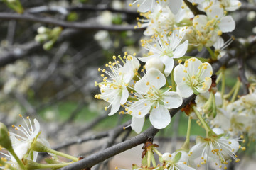 plum blossoms in the spring