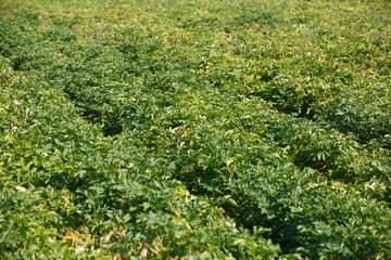 Fototapeta na wymiar Big green field of healthy potato plants