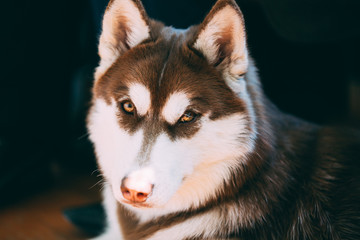 Close Up Funny Young White And Brown Husky Dog
