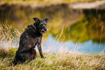 Black Dog In Grass Near River, Lake. Summer