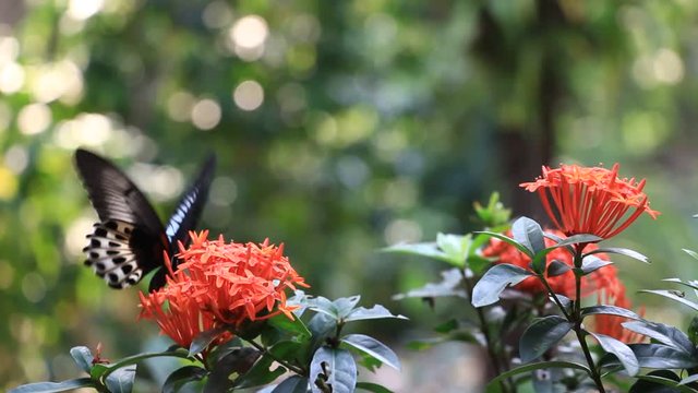 Large swallowtail Blue mormon butterfly, Papilio polymnestor, gathering honey and pollen from red jungle geranium, Ixora coccinea, flowers.