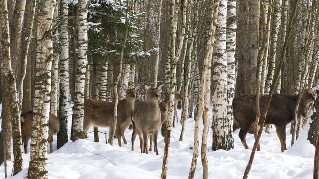 A herd of wild Sika deer walks in the winter forest
