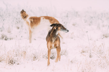 Fototapeta na wymiar Two Russian Gazehound Hunting Sighthound Borzaya Dogs During Hare-hunting