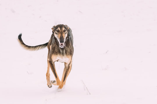 Hunting Sighthound Hortaya Borzaya Dog During Hare-hunting At Winter