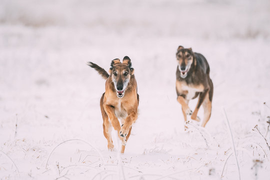 Two Hunting Sighthound Hortaya Borzaya Dogs During Hare-hunting 
