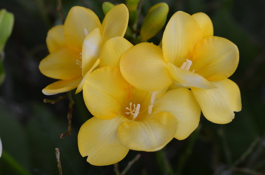 gelbe Freesien - Bl&uuml;ten, Nahaufnahme