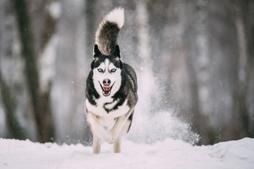 Siberian Husky Dog Running Outdoor In Snowy Field At Winter Day.