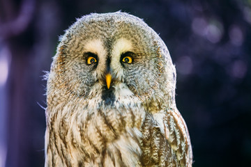 Close Up Head, Face Of Great Grey Owl Or Great Gray Owl. Strix Nebulosa
