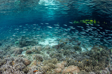 Schooling Silversides Swim Over Shallow Reef in Raja Ampat