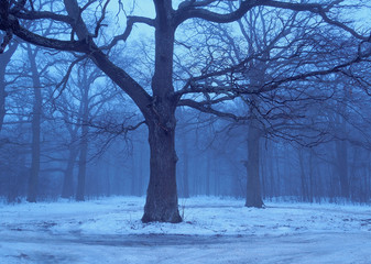 Dark misty tree at the foggy evening forest