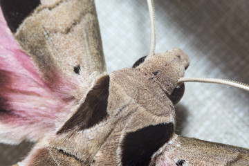 Hyles euphorbiae - moth.