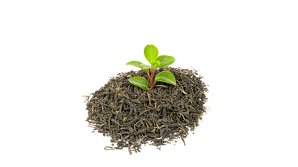 green plant on a white background