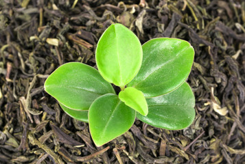 green tea from the top