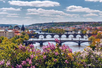 Naklejka premium The blooming bush of lilac against Vltava river and Charles bridge, Prague