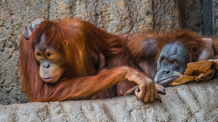 Obraz premium Portrait of couple of funny and boring Asian orangutans