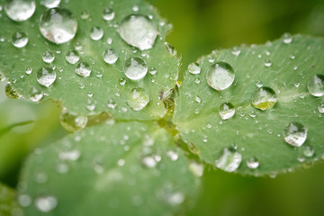 Les gouttes sur les feuilles