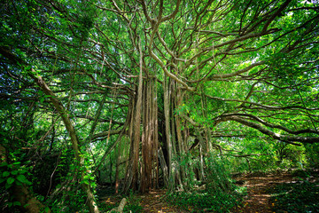 Ficus citrifolia tree, also known as the shortleaf fig, giant bearded fig or wild banyantree in Martinique Island