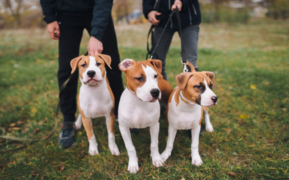 Three puppies of the American Staffordshire terrier are white and brown color from one brood. Spring nature.