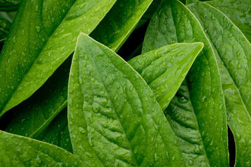 Green leaves with water drops closeup for background. Selective focus.