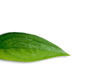 Fototapeta na wymiar Green leaves with water drops on white background.