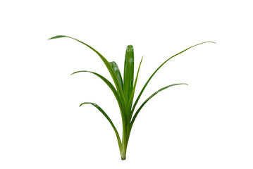 Fresh Pandan  tree isolated on white background.