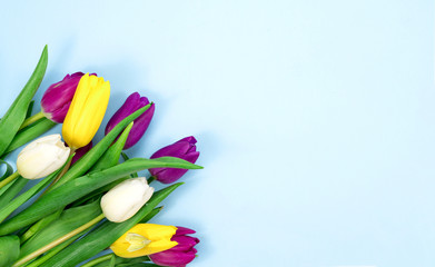.tulips, on a blue background