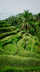 Amazing tegalalang Rice Terrace field with beautiful palm trees growing in cascade, Ubud, Bali, Indonesia
