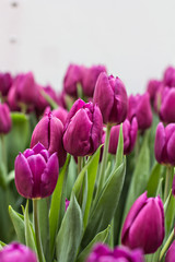 A lot of tulips at an exhibition of flowers.