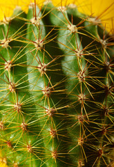 Cactus.fahion image.Green cactus closeup on yellow background.Background.Visual Art