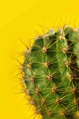 Cactus.fahion image.Green cactus on yellow background.Copy space.Visual Art