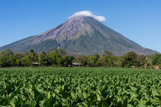 Plantation de tabac, &Icirc;le d'Ometepe, Nicaragua