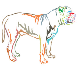 Colorful decorative standing portrait of Boerboel vector illustration
