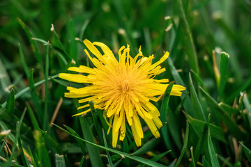 Dandelion (macro)