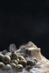 Quail eggs in feathers. Dark photo. Photo in a rustic style. Eggs for Easter. Free space for text