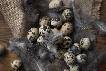 many identical quail eggs. chicken feathers. Dark photo. Rustic style photos