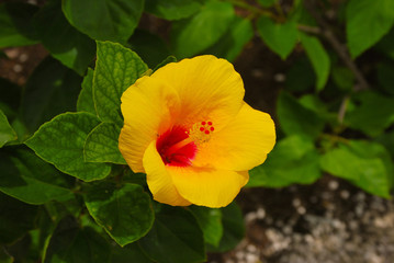 Yellow hibiscus