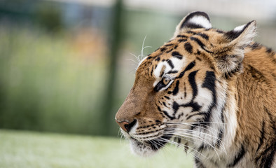 The look of the tiger