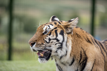 The Tiger's Fangs