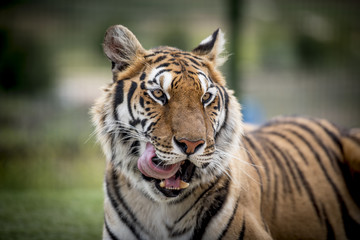 Fototapeta premium Kły tygrysa