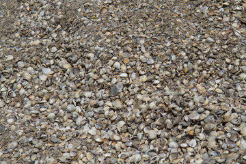 Sea shells background