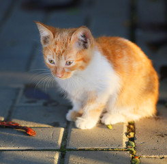Naklejka premium portrait of red cat
