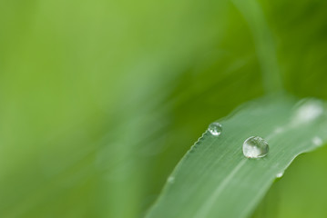 Raindrops on a green leave with reflections