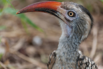 Close up of red hornbill head © Claude