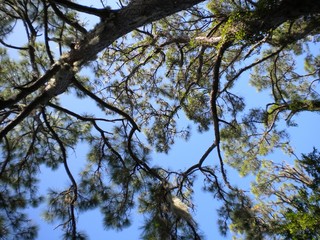 Pine with spanish moss and blue sky