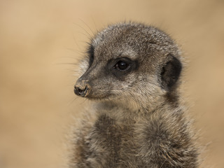 portrait of an alert meerkat