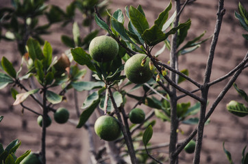 Tree with lemons